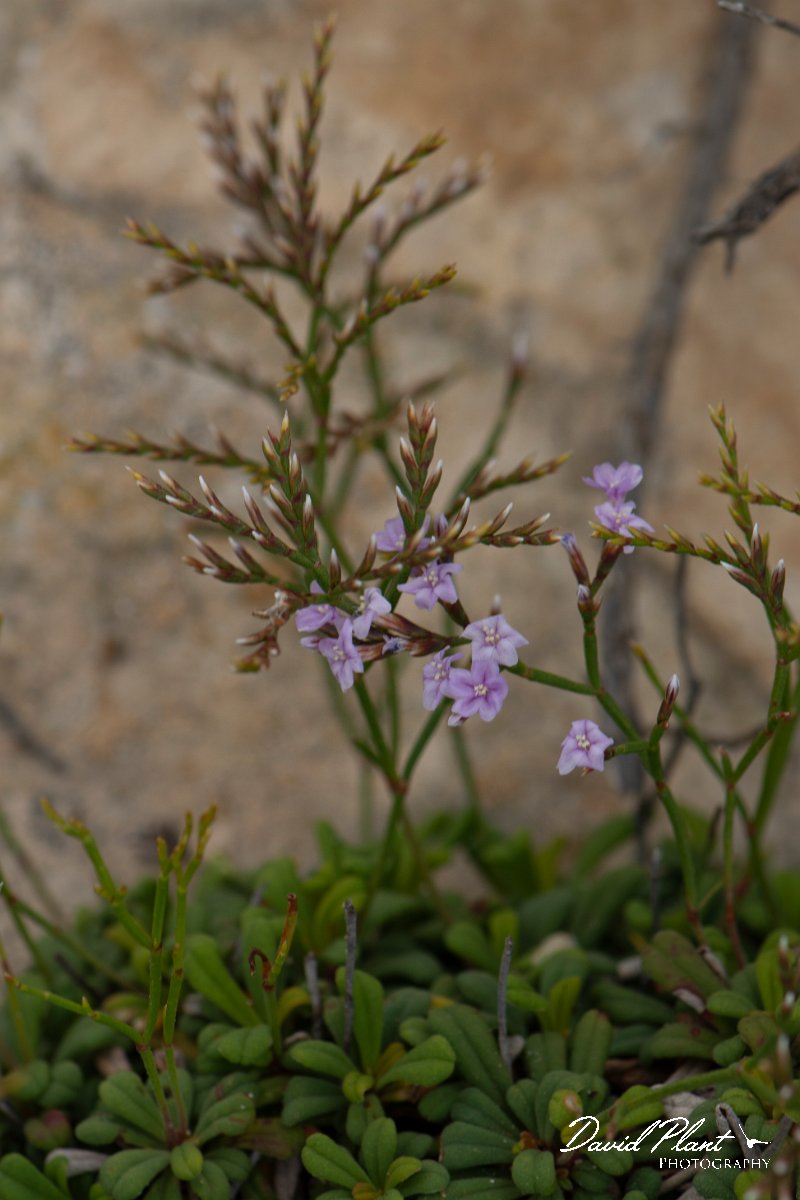 DPPhotography - Mallorca - Limonium minutum - B.jpg - Limonium minutum - Colonia Sant Jordi, Mallorca