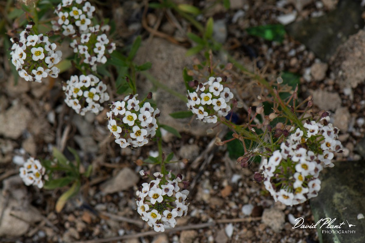 DPPhotography - Mallorca - Lobularia maritima - A.jpg - Lobularia maritima - Colonia Sant Jordi, Mallorca