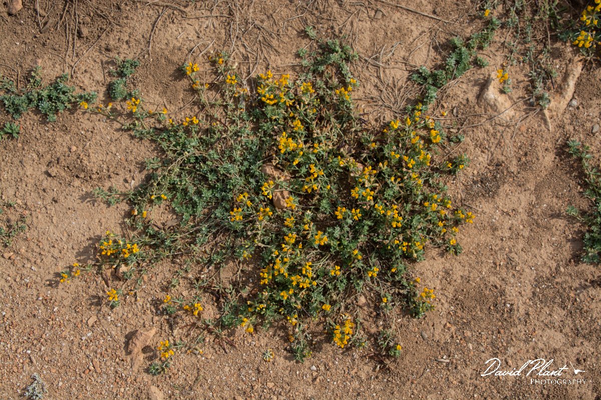 DPPhotography - Mallorca - Lotus cytisoides - A.jpg - Lotus cytisoides - Cap de Ses Salines, Mallorca