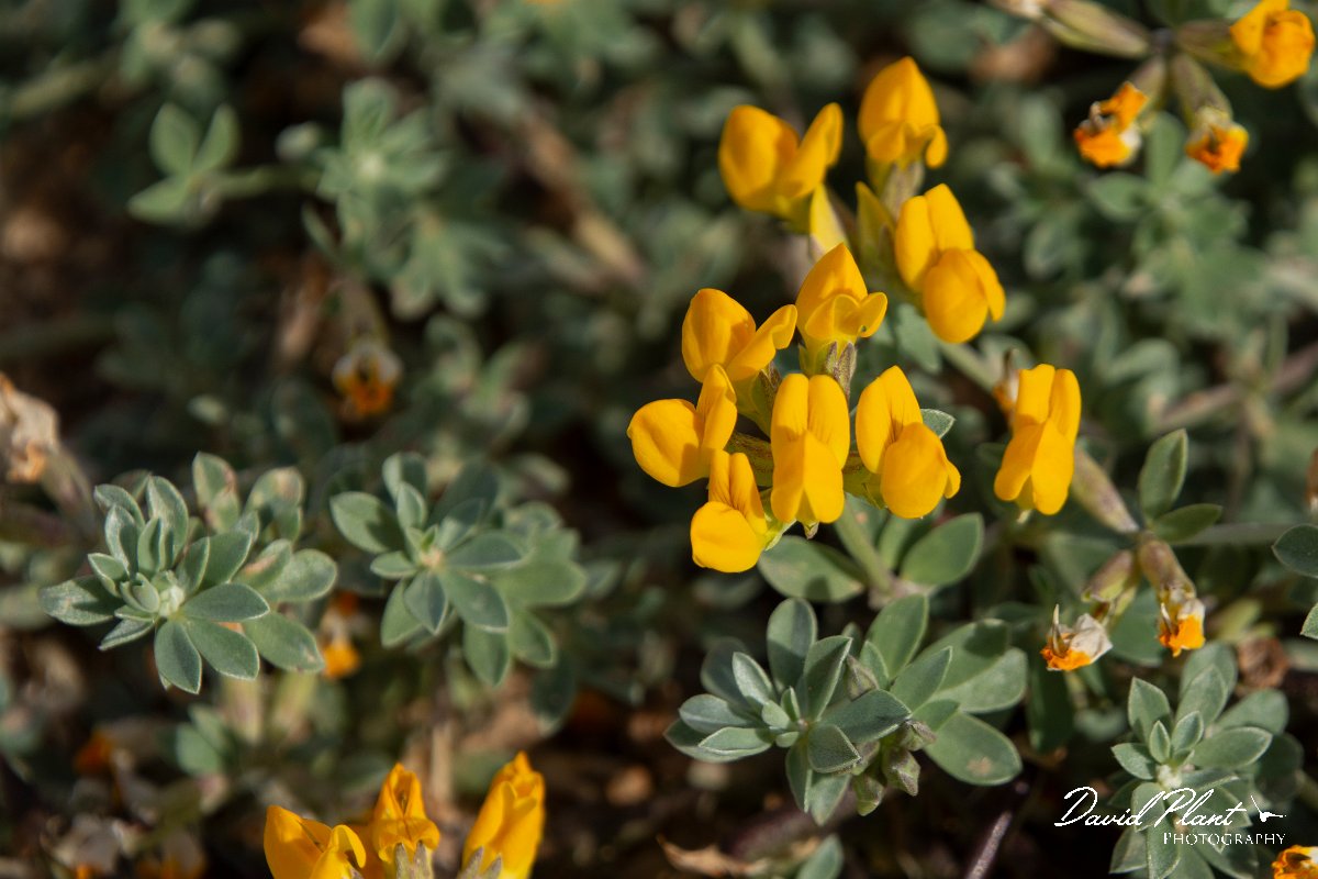 DPPhotography - Mallorca - Lotus cytisoides - B.jpg - Lotus cytisoides - Cap de Ses Salines, Mallorca
