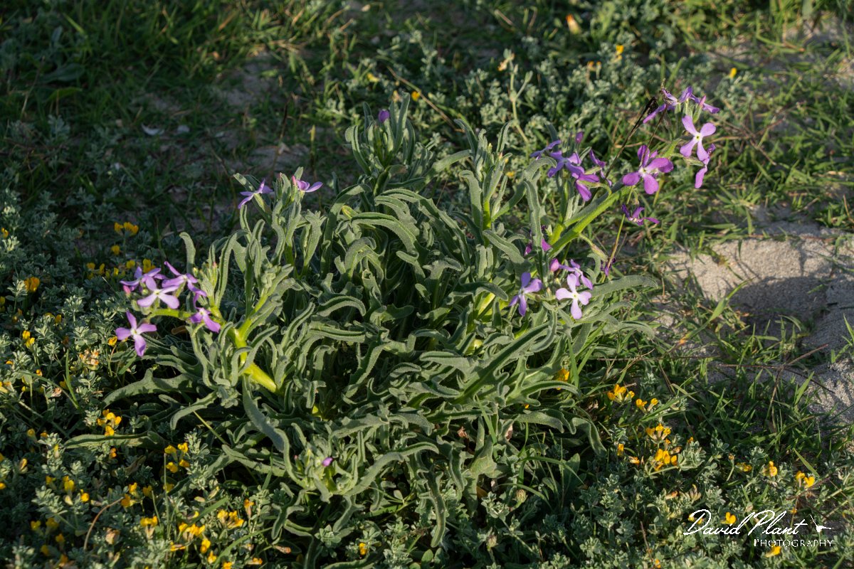 DPPhotography - Mallorca - Matthiola sinuata - A.jpg - Matthiola sinuata - Son Serra de Marina sand dunes, Mallorca