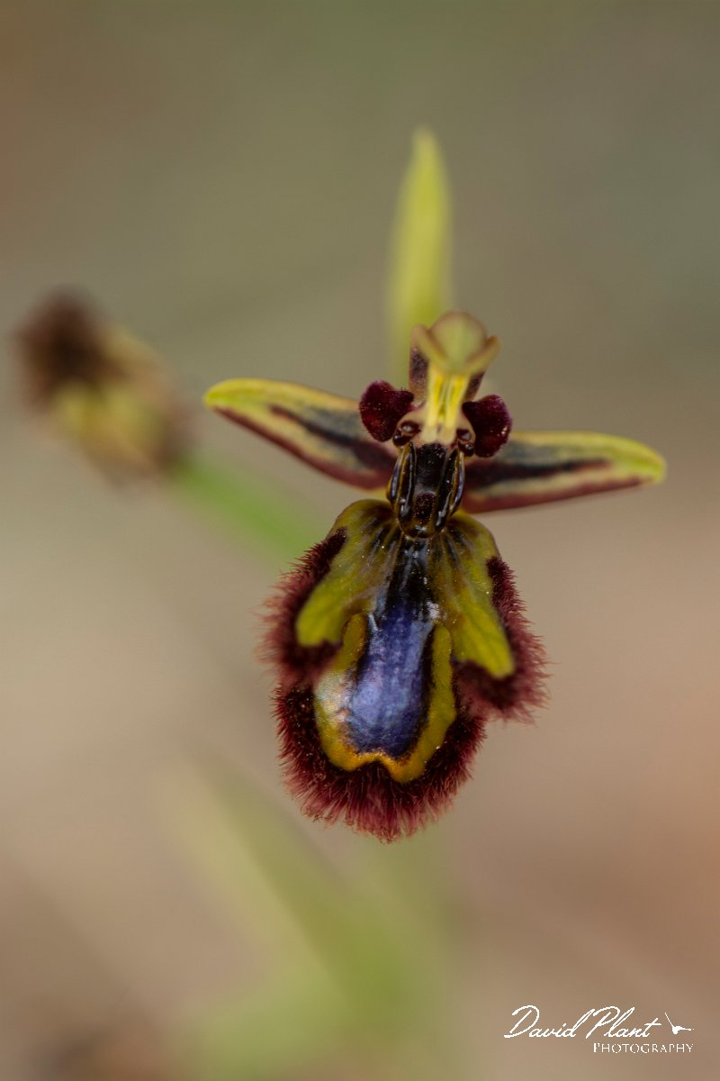 DPPhotography - Mallorca - Ophrys speculum - A.jpg - Ophrys speculum - Betlam coast, Mallorca
