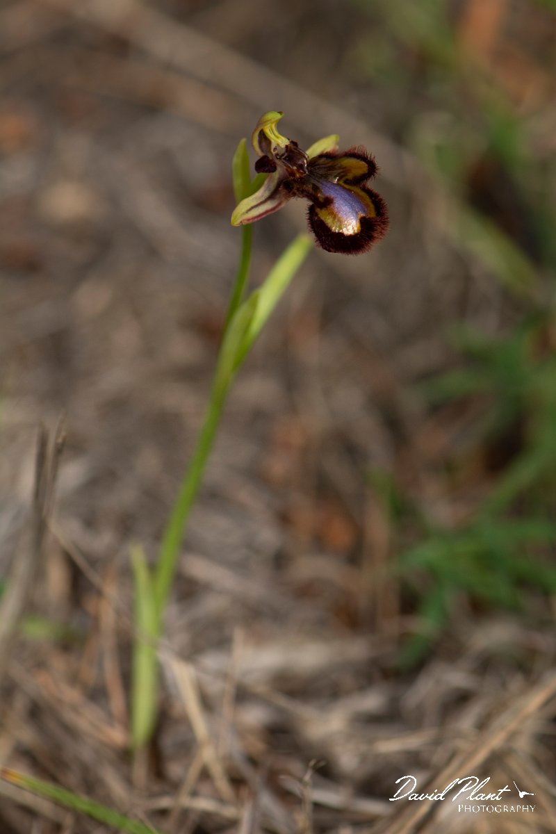 DPPhotography - Mallorca - Ophrys speculum - B.jpg - Ophrys speculum - Betlam coast, Mallorca
