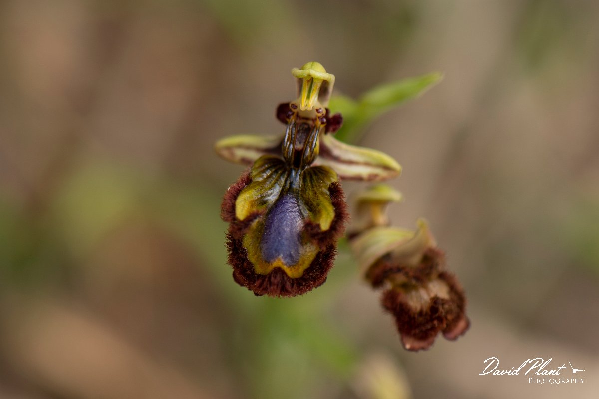 DPPhotography - Mallorca - Ophrys speculum - D.jpg - Ophrys speculum - Betlam coast, Mallorca