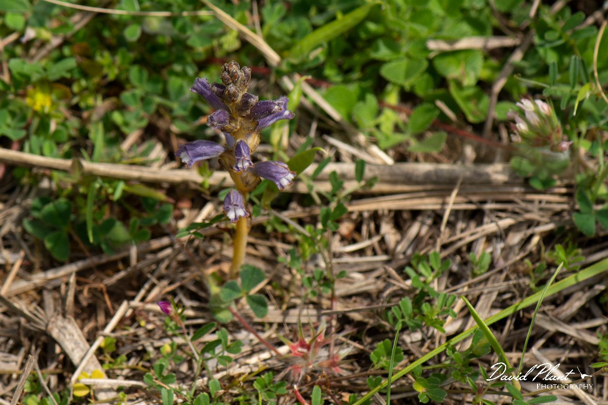DPPhotography - Mallorca - Orobanche mutelii - B.jpg - Orobanche mutelii - Betlam coast, Mallorca