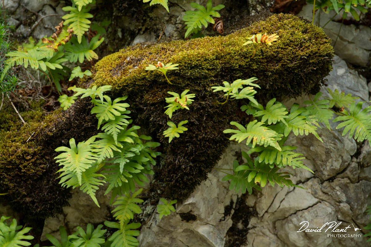 DPPhotography - Mallorca - Polypodium cambricum - A.jpg - Polypodium cambricum - Cuber Reservoir, Mallorca