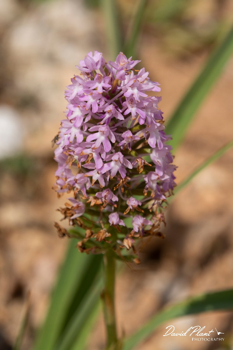 DPPhotography - Mallorca - Pyramidal orchid, Anacamptis pyramidalis - A.jpg - Pyramidal orchid, Anacamptis pyramidalis - Cabrera, Mallorca