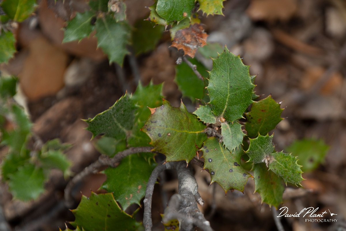 DPPhotography - Mallorca - Quercus coccifera - A.jpg - Quercus coccifera - Castell d'Alaro, Mallorca