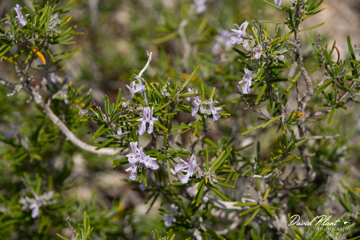 DPPhotography - Mallorca - Rosemary, Rosmarinus officinalis - A.jpg - Rosemary, Rosmarinus officinalis - Cabrera, Mallorca