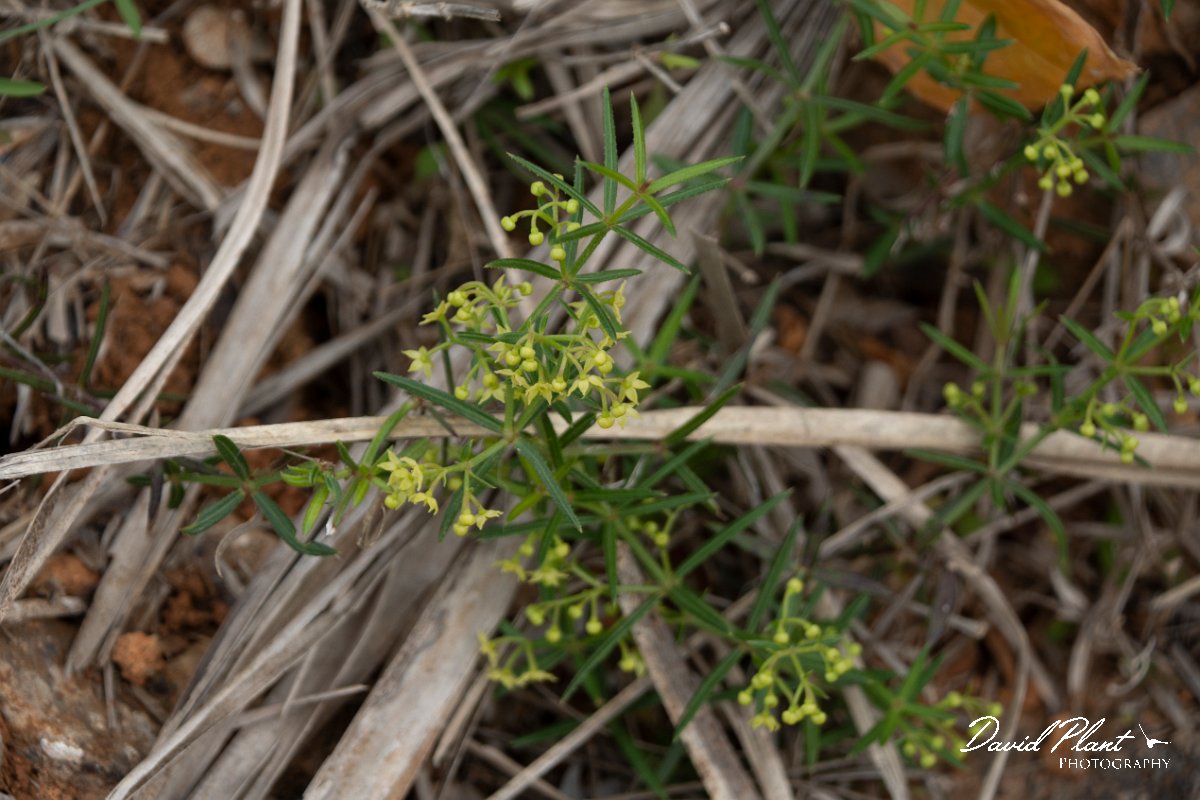 DPPhotography - Mallorca - Rubia peregrina longifolia - A.jpg - Rubia peregrina longifolia - Betlam coast, Mallorca