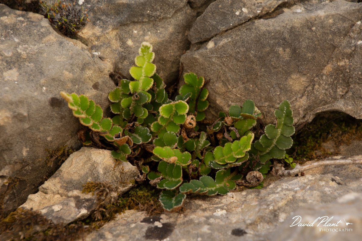 DPPhotography - Mallorca - Rustyback, Asplenium ceterach - A.jpg - Rustyback, Asplenium ceterach - Cuber Reservoir, Mallorca