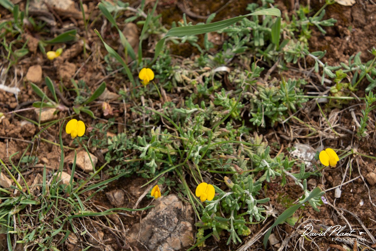 DPPhotography - Mallorca - Scorpiurus sulcatus - A.jpg - Scorpiurus sulcatus - Betlam coast, Mallorca