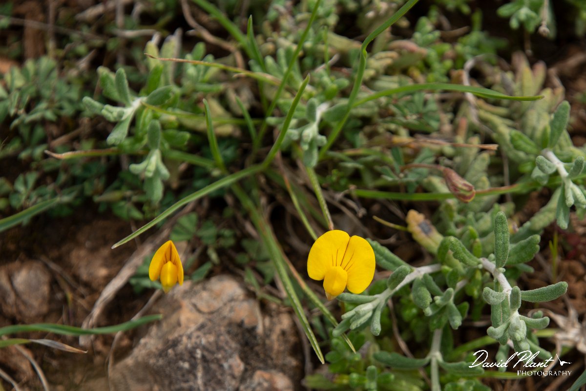 DPPhotography - Mallorca - Scorpiurus sulcatus - B.jpg - Scorpiurus sulcatus - Betlam coast, Mallorca