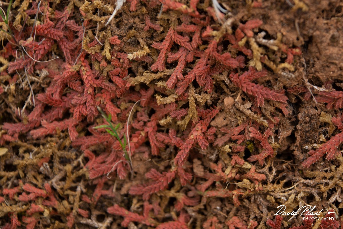 DPPhotography - Mallorca - Selaginella denticulata - A.jpg - Selaginella denticulata - Betlam coast, Mallorca