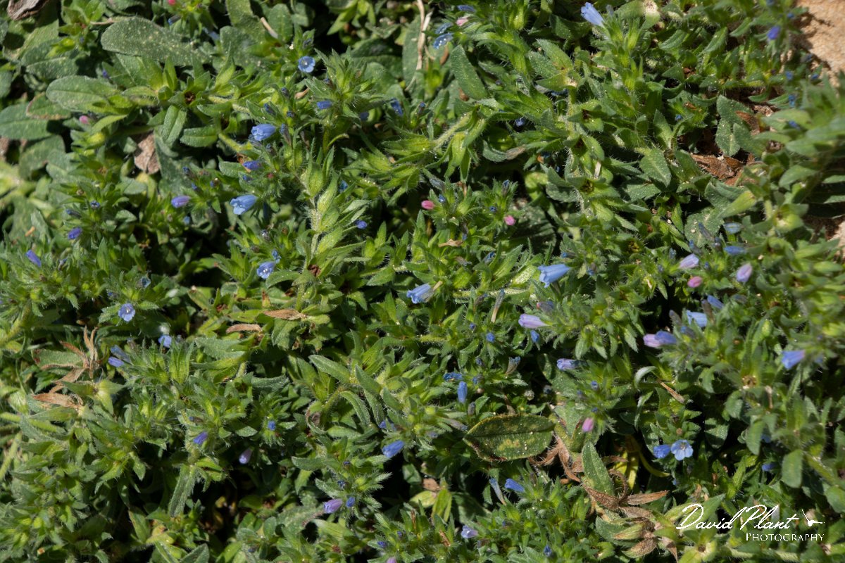 DPPhotography - Mallorca - Small-flowered bugloss, Echium parviflorum - A.jpg - Small-flowered bugloss, Echium parviflorum - Cabrera, Mallorca