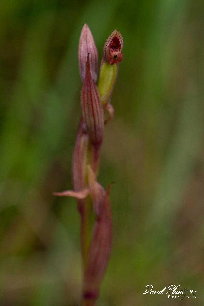 DPPhotography - Mallorca - Small-flowered tongue-orchid, Serapias parviflora - A.jpg - Small-flowered tongue-orchid, Serapias parviflora - s'Albufera, Mallorca