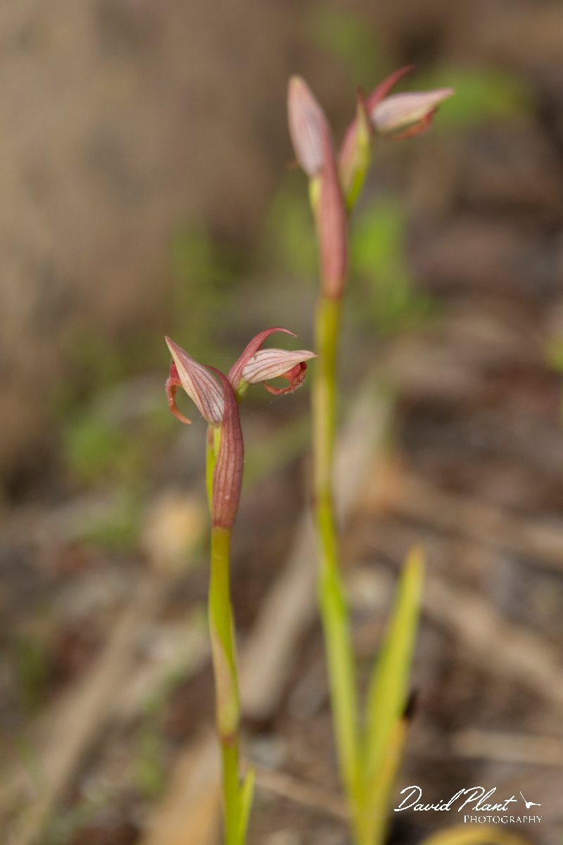 DPPhotography - Mallorca - Small-flowered tongue-orchid, Serapias parviflora - B.jpg - Small-flowered tongue-orchid, Serapias parviflora - s'Albufera, Mallorca