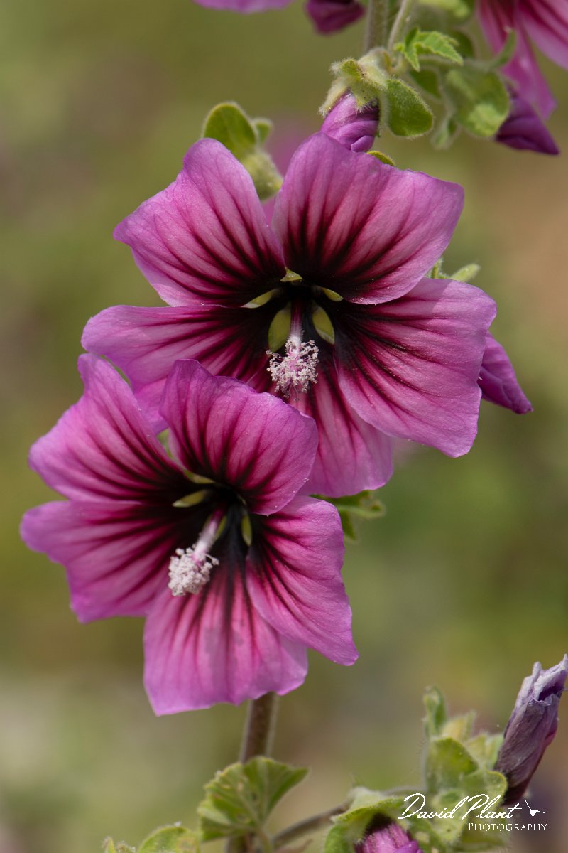 DPPhotography - Mallorca - Tree mallow, Lavatera arborea - A.jpg - Tree mallow, Lavatera arborea - Colonia Sant Jordi, Mallorca