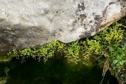 DPPhotography - Mallorca - Adiantum capillus-veneris - A