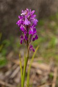 DPPhotography - Mallorca - Anacamptis palustris subsp. robusta - A
