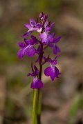 DPPhotography - Mallorca - Anacamptis palustris subsp. robusta - B