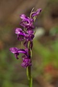 DPPhotography - Mallorca - Anacamptis x albuferensis - A