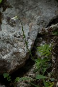 DPPhotography - Mallorca - Arabis collina - A