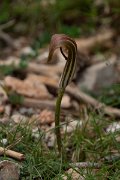 DPPhotography - Mallorca - Arisarum vulgare - A