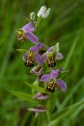 DPPhotography - Mallorca - Bee orchid, Orphys apifera - A