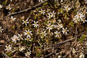 DPPhotography - Mallorca - Bellium bellidioides - A
