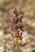 DPPhotography - Mallorca - Bug orchid, Anacamptis coriophora - A