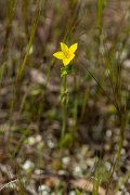 DPPhotography - Mallorca - Centaurium maritimum - A