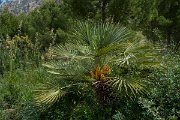 DPPhotography - Mallorca - Chamaerops humilis - A