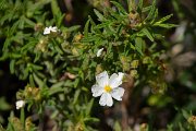 DPPhotography - Mallorca - Cistus monspeliensis - A