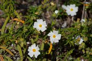 DPPhotography - Mallorca - Cistus monspeliensis - B