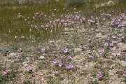 DPPhotography - Mallorca - Convolvulus althaeoides - A