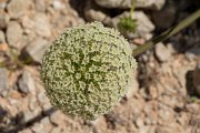 DPPhotography - Mallorca - Daucus carota majoricus - A
