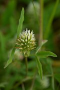 DPPhotography - Mallorca - Egyptian clover, Trifolium alexandrinum - B