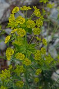 DPPhotography - Mallorca - Euphorbia biumbellata - A