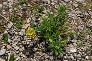 DPPhotography - Mallorca - Euphorbia characias - A