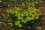 DPPhotography - Mallorca - Euphorbia serrata - B