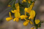 DPPhotography - Mallorca - Genista lucida - B