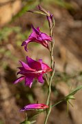 DPPhotography - Mallorca - Gladiolus italica - B