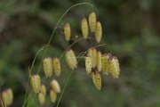 DPPhotography - Mallorca - Greater quaking-grass, Briza maxima - A