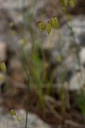 DPPhotography - Mallorca - Greater quaking-grass, Briza maxima - B