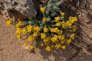 DPPhotography - Mallorca - Helichrysum stoechas - B