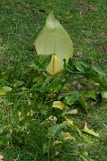DPPhotography - Mallorca - Italian lords and ladies, Arum italicum - A