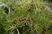 DPPhotography - Mallorca - Juniperus oxycedrus ssp. macrocarpa - B