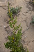 DPPhotography - Mallorca - Juniperus phoenicea - A