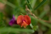 DPPhotography - Mallorca - Lathyrus sphaericus - A